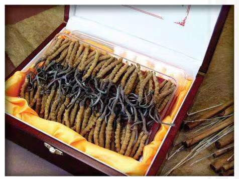 宁明冬虫夏草回收